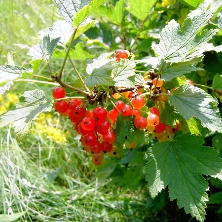 Wildfeuer