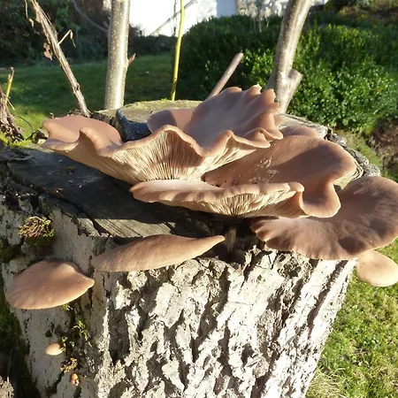 Apartamento Wildfeuer Kirchdorf im Wald