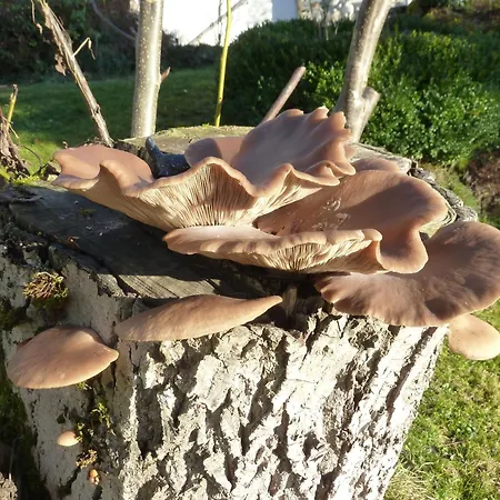 アパート Wildfeuer Kirchdorf im Wald